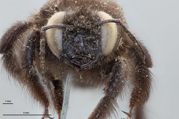Media type: image;   Entomology 810629 Aspect: head frontal view